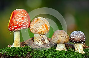 Four toadstools