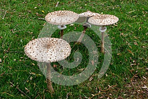 Four toadstools in a meadow viewed slightly from above