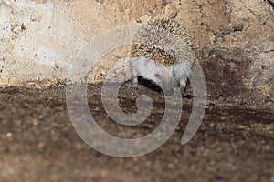 Four-toed hedgehog