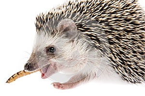 Four-toed Hedgehog African pygmy hedgehog