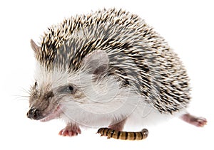 Four-toed Hedgehog African pygmy hedgehog