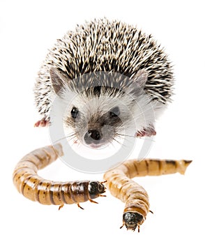 Four-toed Hedgehog African pygmy hedgehog