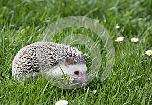 Four-toed Hedgehog African pygmy hedgehog