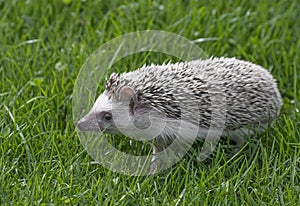 Four-toed Hedgehog African pygmy hedgehog