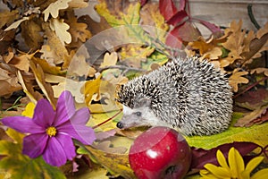 Four-toed Hedgehog African pygmy hedgehog