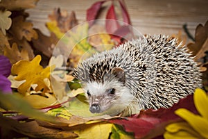 Four-toed Hedgehog African pygmy hedgehog