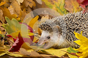 Four-toed Hedgehog African pygmy hedgehog