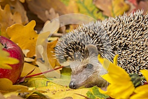 Four-toed Hedgehog African pygmy hedgehog