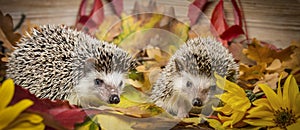 Four-toed Hedgehog African pygmy hedgehog