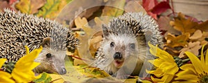 Four-toed Hedgehog African pygmy hedgehog