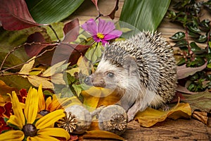 Four-toed Hedgehog African pygmy hedgehog - Atelerix albiventris