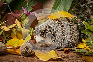 Four-toed Hedgehog African pygmy hedgehog - Atelerix albiventris