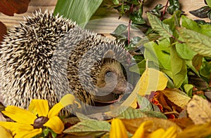 Four-toed Hedgehog African pygmy hedgehog - Atelerix albiventris