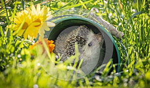 Four-toed Hedgehog African pygmy hedgehog - Atelerix albiventris