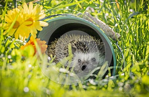 Four-toed Hedgehog African pygmy hedgehog - Atelerix albiventris