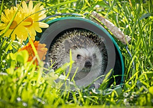 Four-toed Hedgehog African pygmy hedgehog - Atelerix albiventris