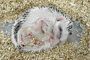The four-toed hedgehog, also known as the African pygmy hedgehog lying down.