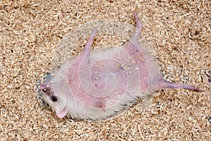 The four-toed hedgehog, also known as the African pygmy hedgehog lying down.