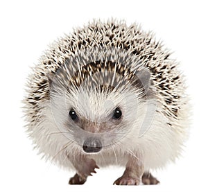 Four-toed Hedgehog, Atelerix albiventris