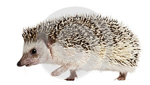 Four-toed Hedgehog, Atelerix albiventris