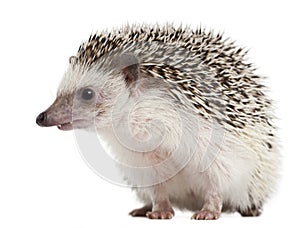 Four-toed Hedgehog, Atelerix albiventris