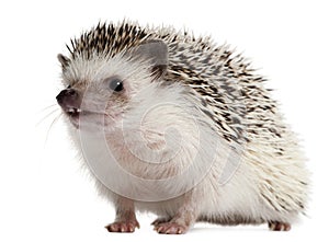 Four-toed Hedgehog, Atelerix albiventris photo