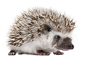 Four-toed Hedgehog, Atelerix albiventris