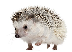 Four-toed Hedgehog, Atelerix albiventris