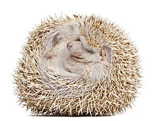 Four-toed Hedgehog, Atelerix albiventris, 2 years old, balled up