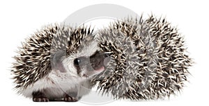 Four-toed Hedgehogs, Atelerix albiventris