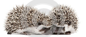 Four-toed Hedgehogs, Atelerix albiventris photo