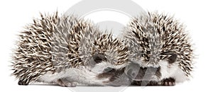 Four-toed Hedgehogs, Atelerix albiventris