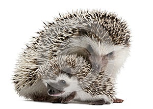 Four-toed Hedgehogs, Atelerix albiventris