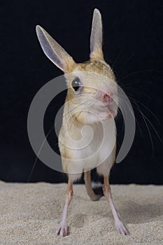 Four-toed jerboa / Allactaga teradactyla