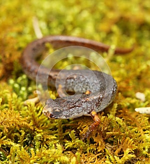 Four-toed salamander