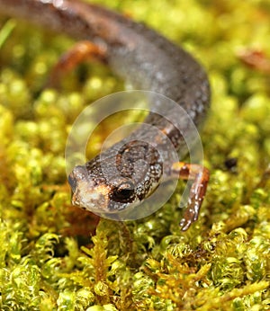 Four-toed salamander