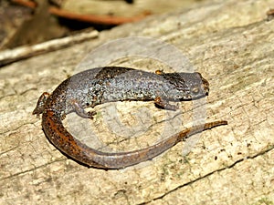 Four-toed Salamander Hemidactylium scutatum