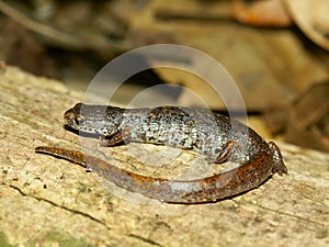 Four-toed Salamander (Hemidactylium scutatum)