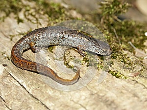 Four-toed Salamander (Hemidactylium scutatum)