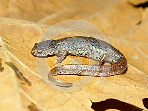 Four-toed Salamander (Hemidactylium scutatum)