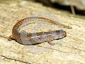 Four-toed Salamander Hemidactylium scutatum