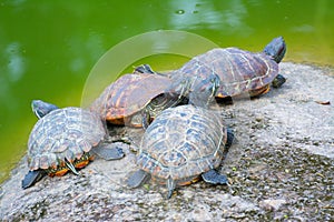 Four tortoises