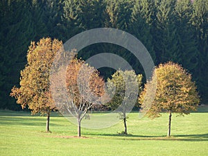 Four trees with autumnal foliage in front of dark forest