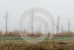 Four trees in the cold foggy landscape winter