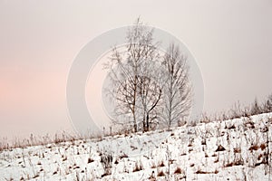 Four trees in snowdrifts on hill