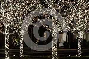 Four Trees with White Holiday Lights