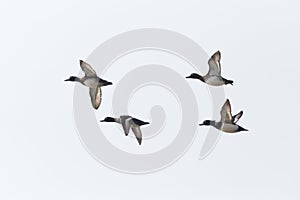 Four tufted ducks aythya fuligula in flight