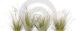 Tufts of ornamental grass isolated on white background photo