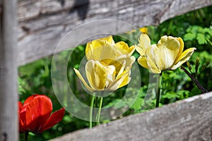 Four tulips framed by an old fence