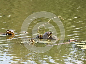 Four Turtles Hanging out in the afternoon sun
